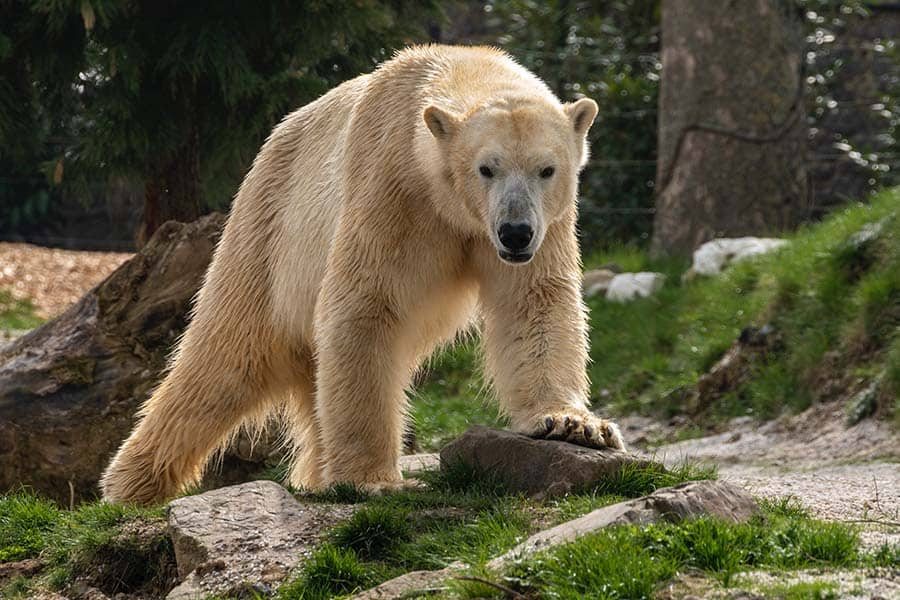 Do Bears Eat Plants? The Surprising Answer to a Fun Question