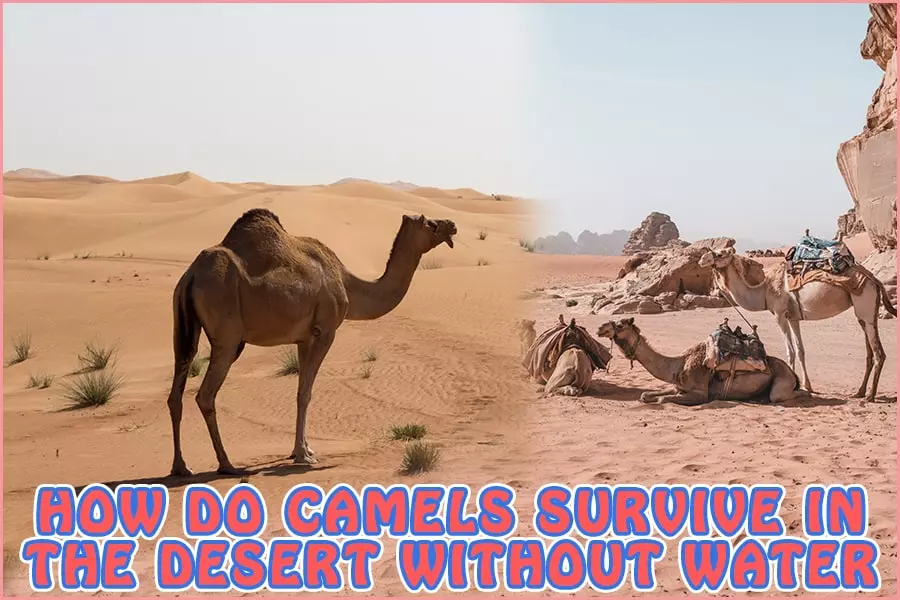 How Do Camels Survive In The Desert Without Water