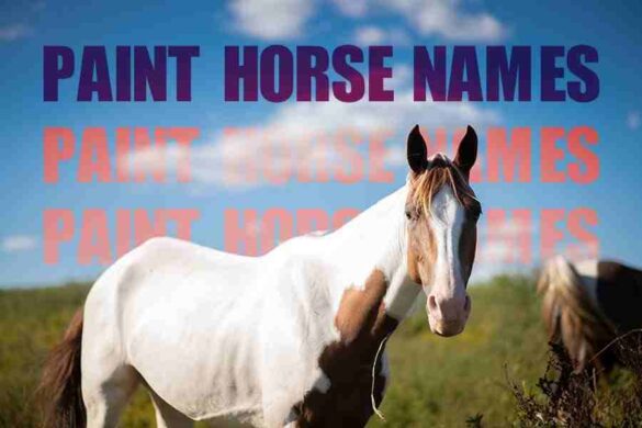 140-paint-horse-names-unleashing-the-art-of-naming