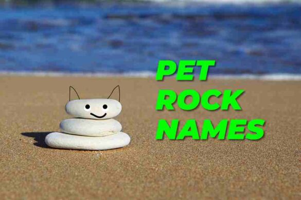 150-pet-rock-names-the-art-of-choosing-the-perfect-name