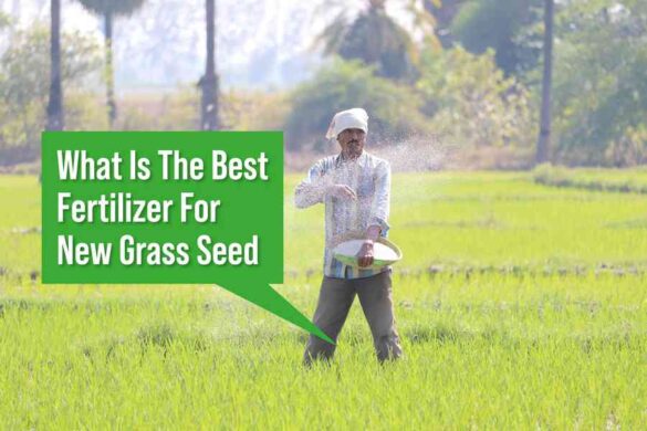 What Is The Best Fertilizer For New Grass Seed Expert Guide And Tips